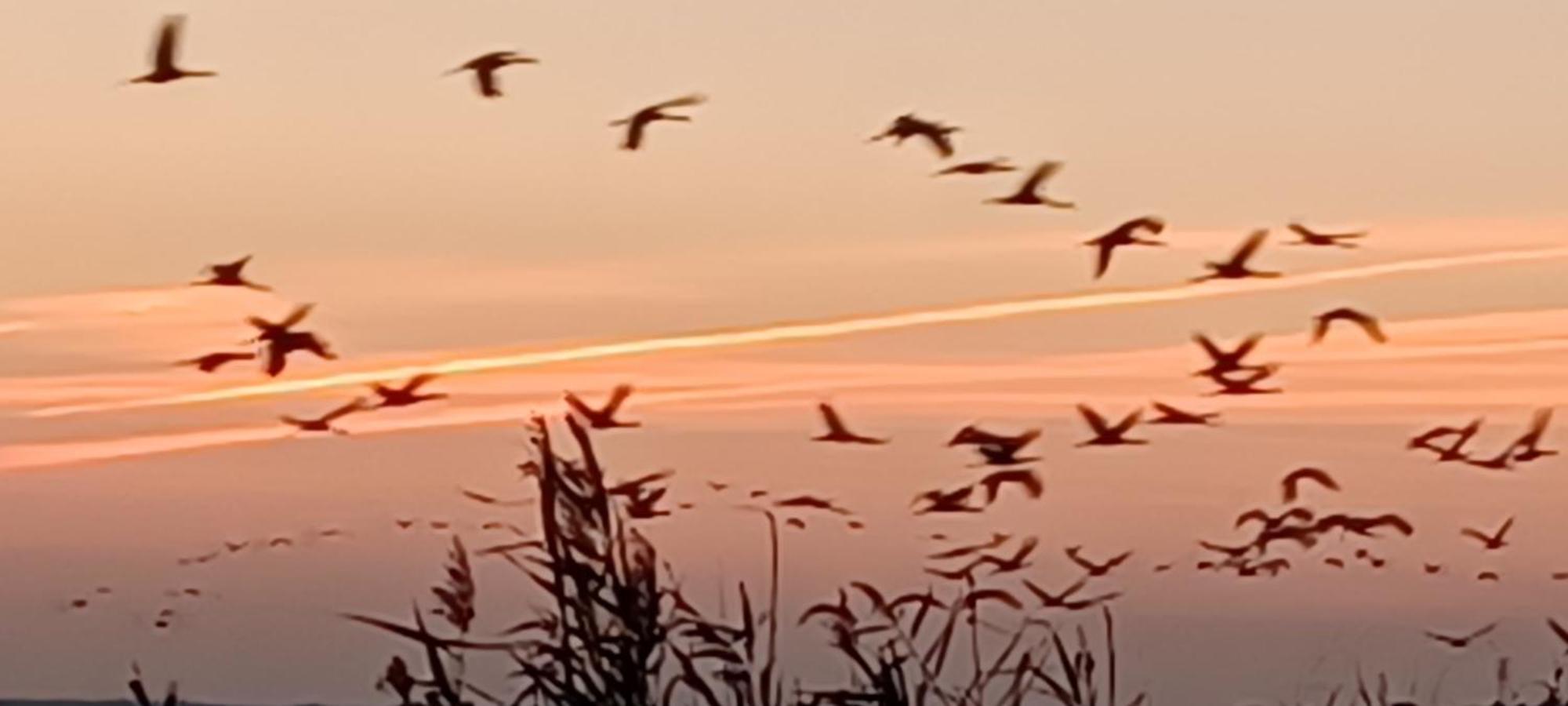 FeWo Seeadler - Heuser Prerow Eksteriør billede